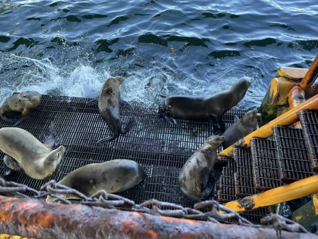 total-western beta offshore project - Seals without PPE
